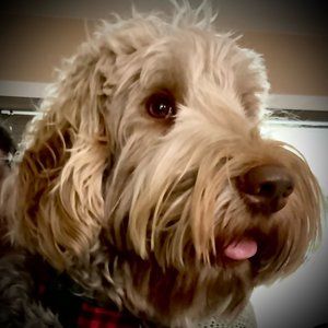 Meet your Posher, Tamie